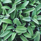 Sage officinalis plant