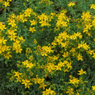 Laboratoire Propos'Nature St. John's Wort Organic Oil Macerate - Elliotti