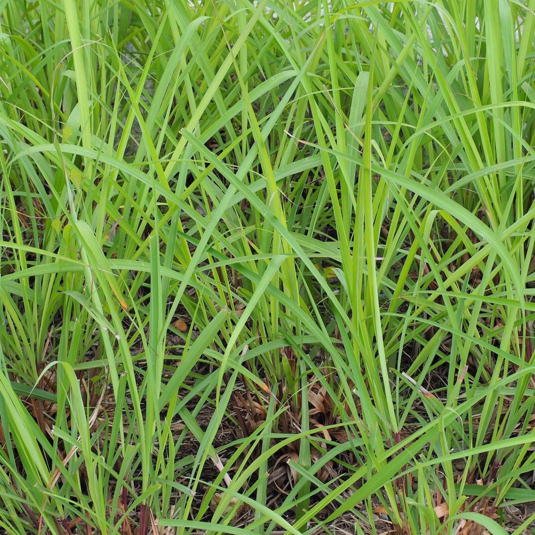 Ad Naturam Vetiver Organic Essential Oil, 5ml - Elliotti