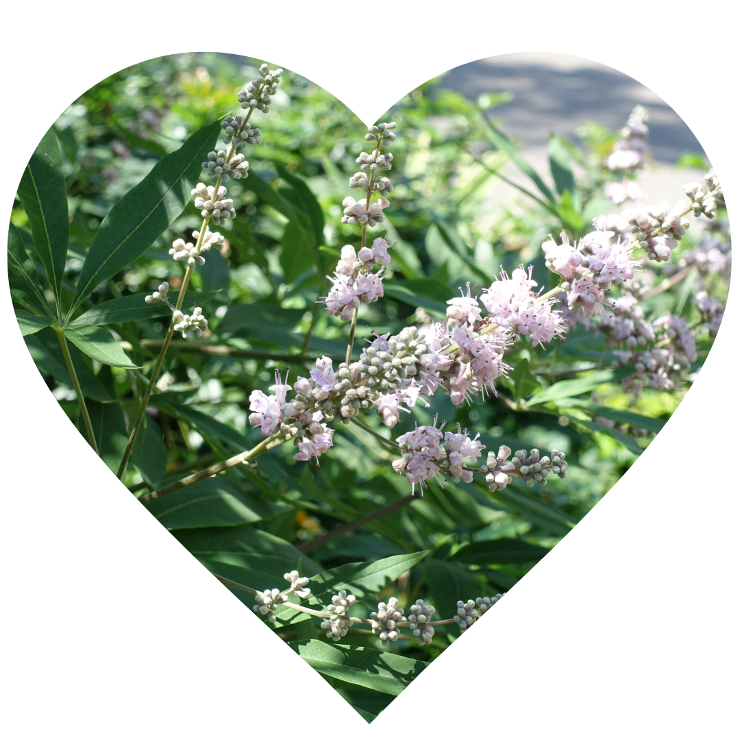 A heart shaped image of a pink Vitex agnus castus plant - Elliotti