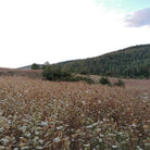 Essenciagua Wild Carrot Organic Essential Oil, 5ml - Elliotti