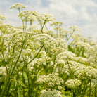 Essenciagua Wild Carrot Organic Essential Oil, 5ml - Elliotti