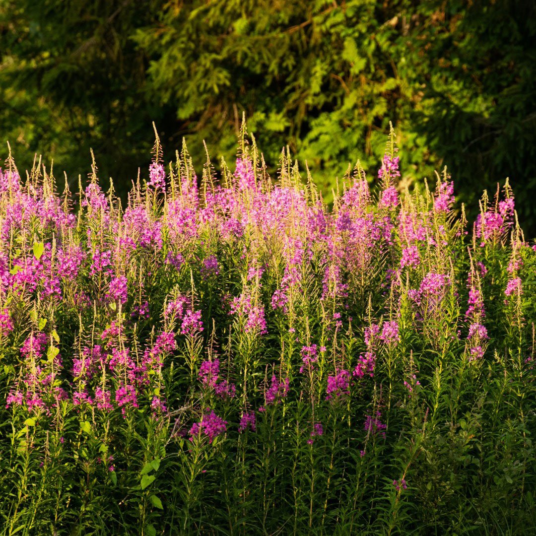 Bioptimal Willowherb Organic Infusion - Elliotti